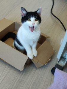 Milka, a gatinha preta e branca