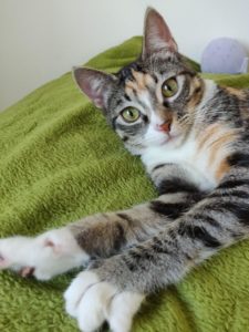 Tesla, a gatinha colorida